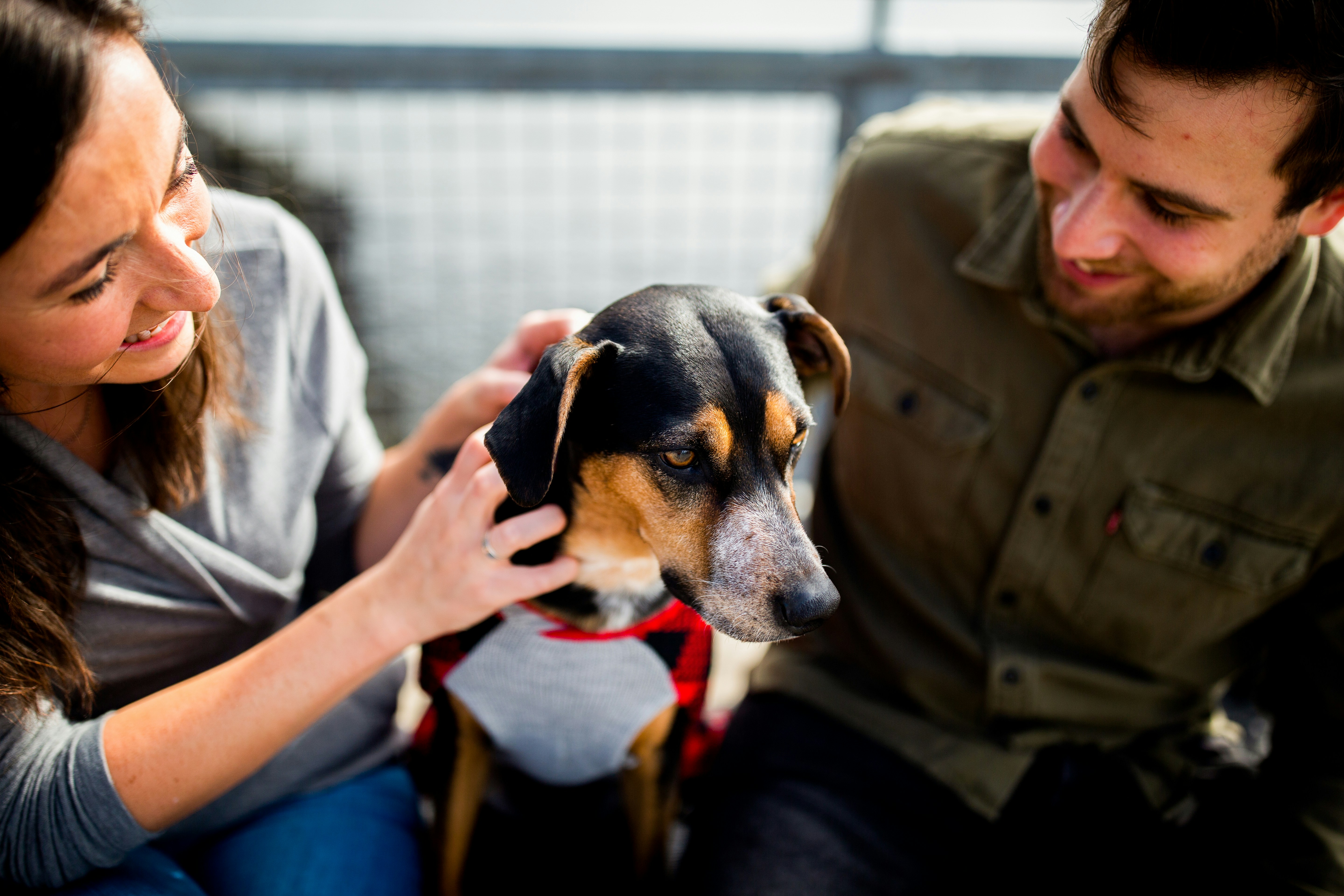 Comment adopter en refuge ? Démarches, documents et conseils